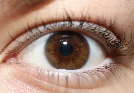 Eyebull 