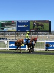 Pretty Morsel - Boxing Day 2025 Morphetville