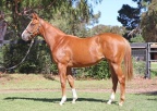 New Baby - Hanseatic x Flashy Czarina